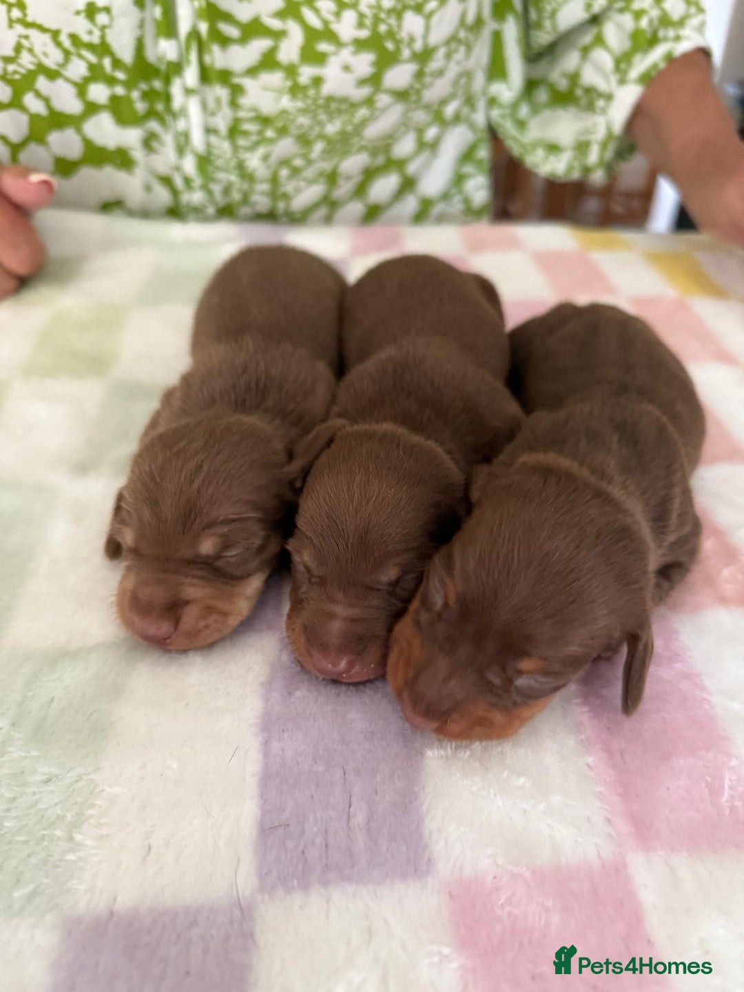 Miniature Dachshund dogs for sale: BEAUTIFUL MINIATURE DACHSHUND DAPPLE FEMALE K.C - Image 7