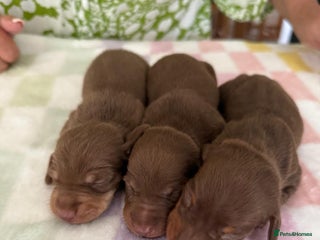 Miniature Dachshund dogs - Advert 22