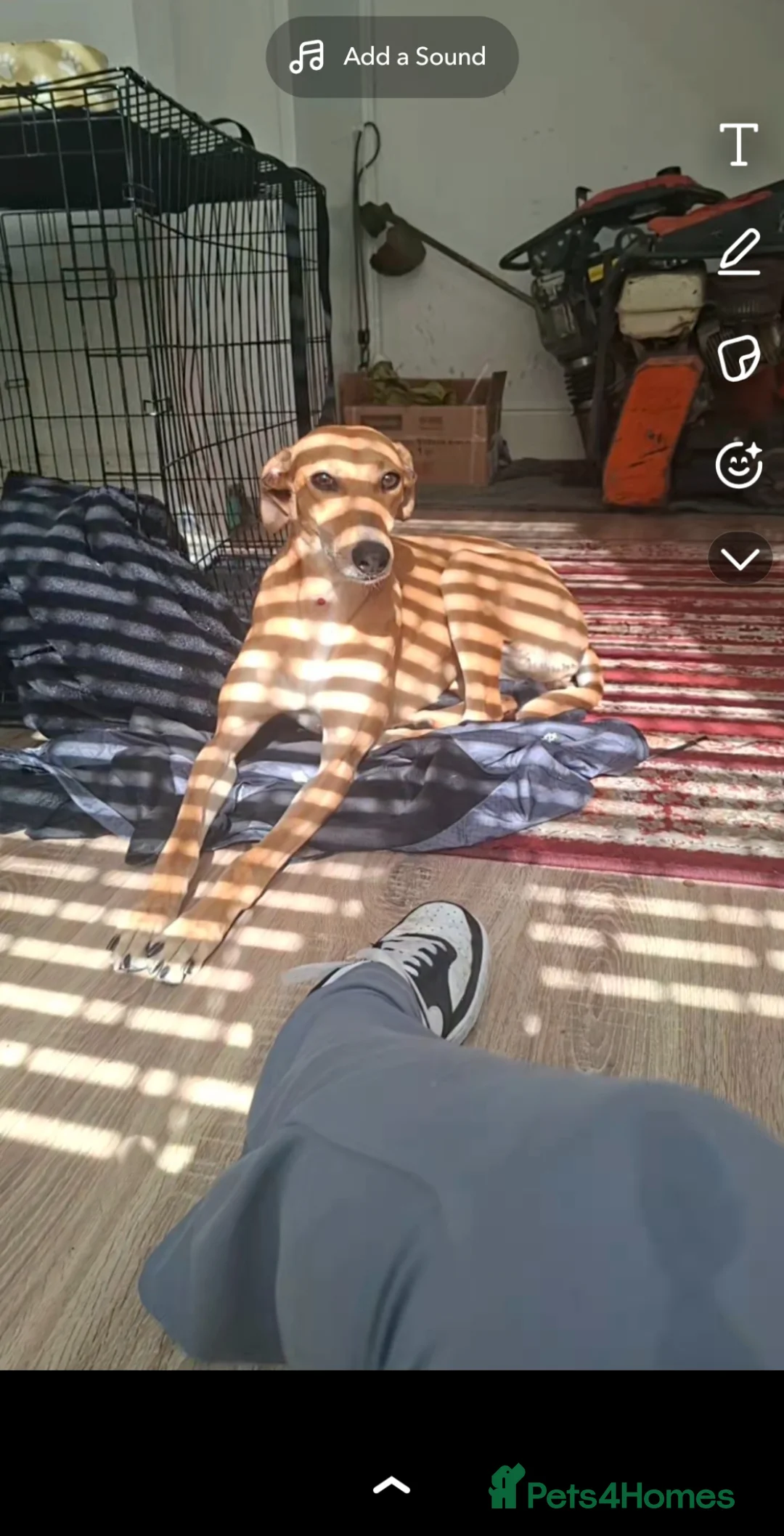 Mixed Breed dogs for sale: Rubys in Burnley - Advert 1