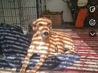 Mixed Breed dogs Rubys - Advert 2