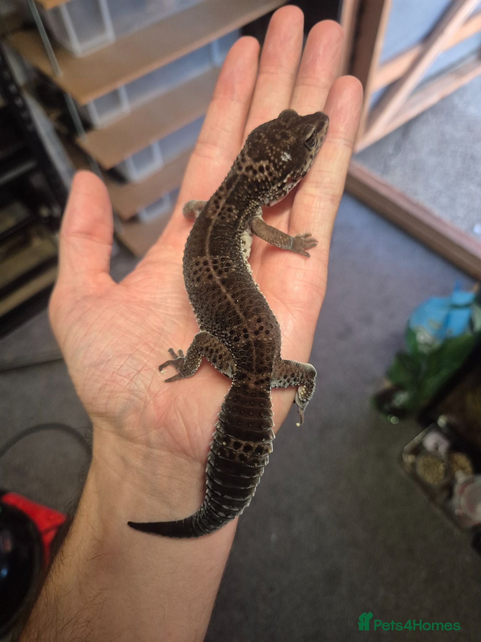 Gecko reptiles Pure Black Night Leopard Gecko  - Advert 1