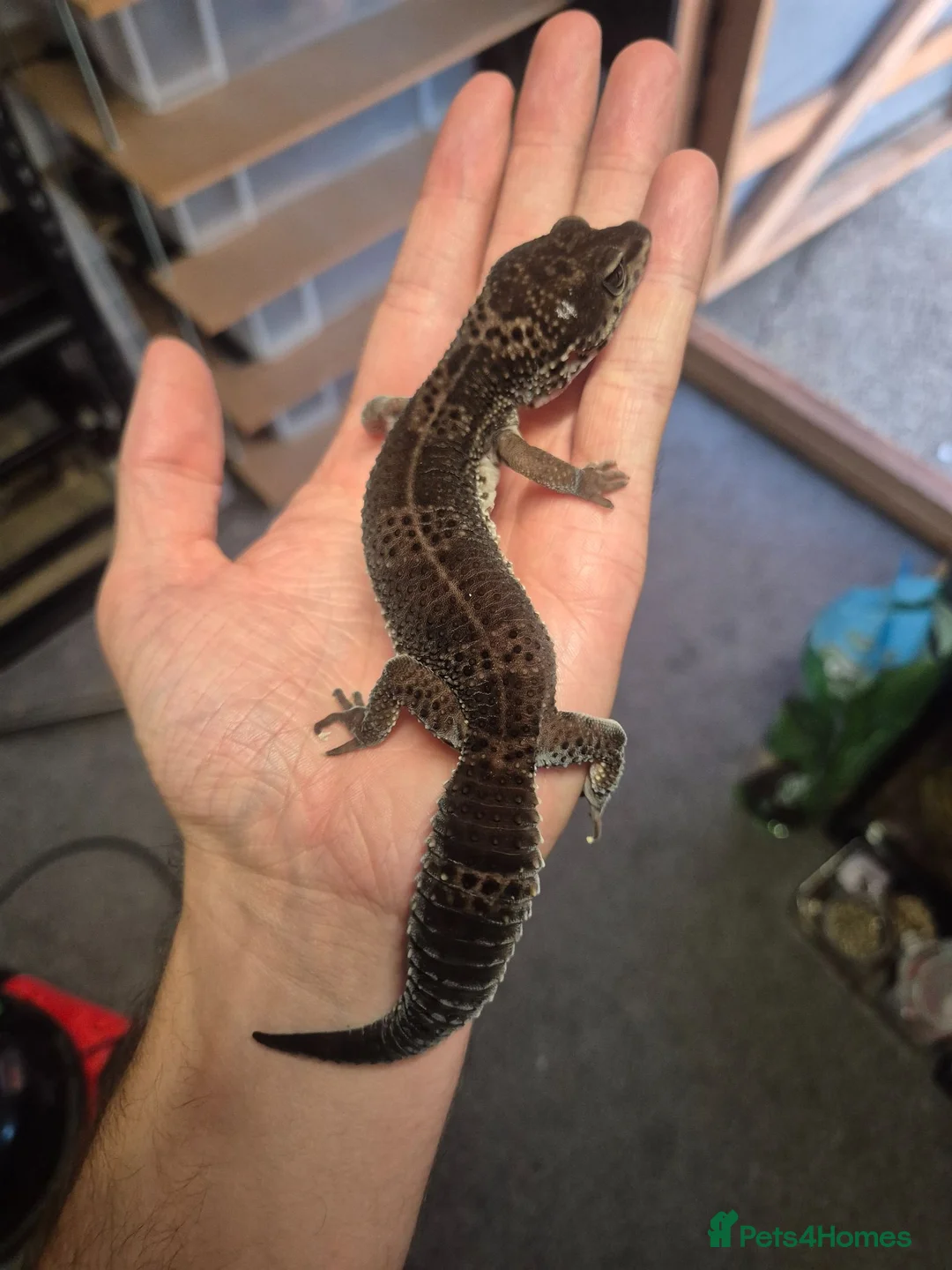 Gecko reptiles for sale: Pure Black Night Leopard Gecko  - Advert 1