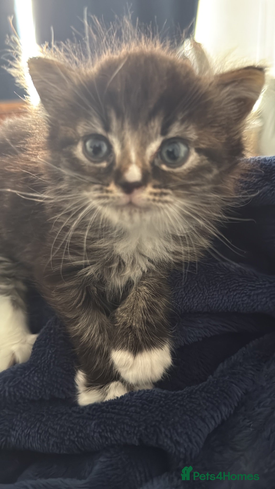 Mixed Breed cats Girl kitten ready for her forever home  - Advert 11