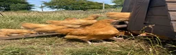 Chickens poultry for sale: Free range point of lay hens available 🧡 - Advert 13