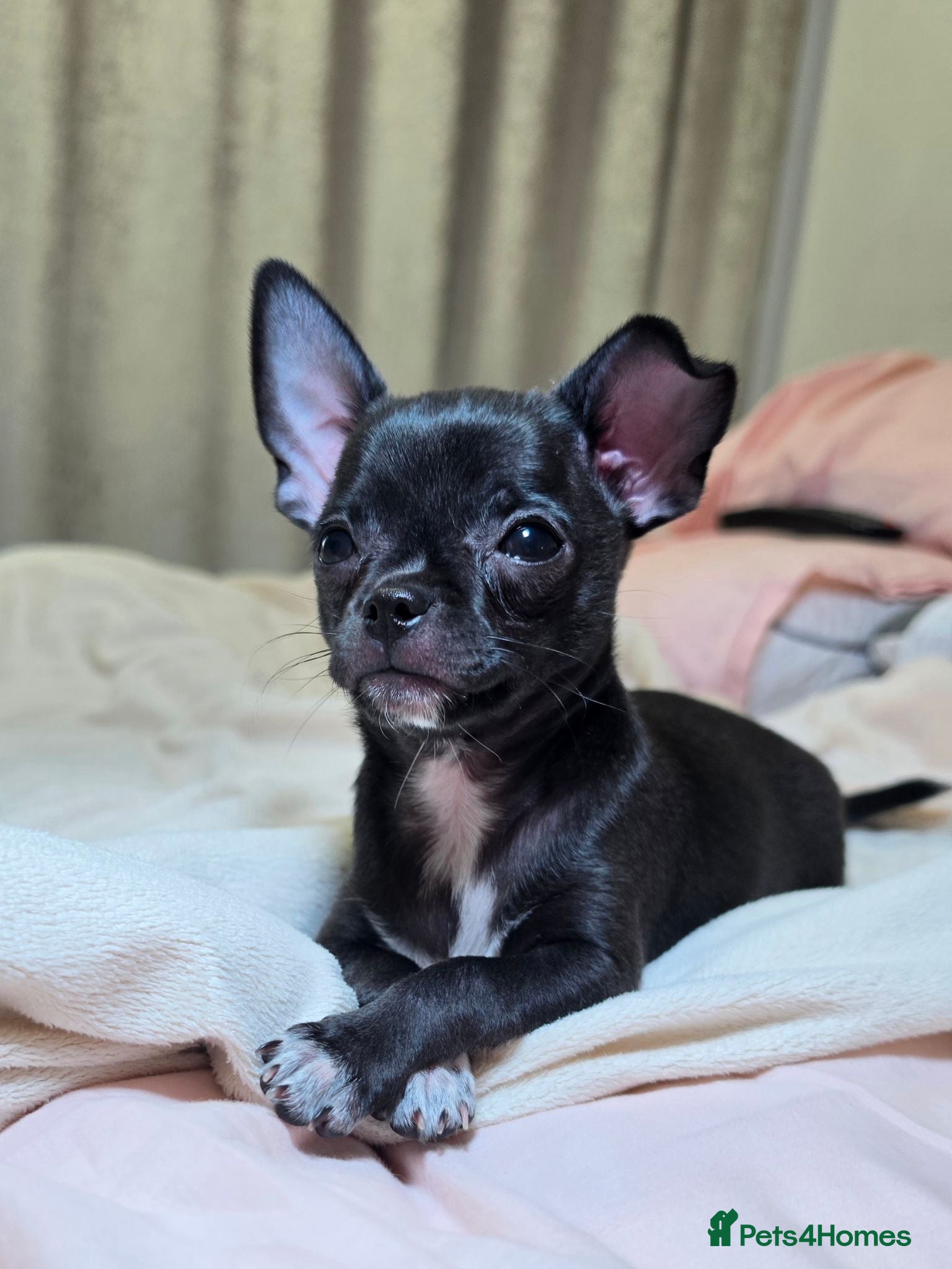 Chihuahua dogs 🐾Chihuahua Girls ready for forever loving homes - Advert 1