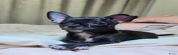 Chihuahua dogs for sale: 🐾Chihuahua Girls ready for forever loving homes - Advert 8