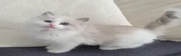 Ragdoll cats for sale: 🤍 READY NOW Lilac Mink Bicolour Cherubim Girl 🤍 - Advert 1