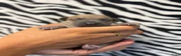 Italian Greyhound dogs for sale: Italian Greyhound Puppies 🐾 in Holywell - Advert 8