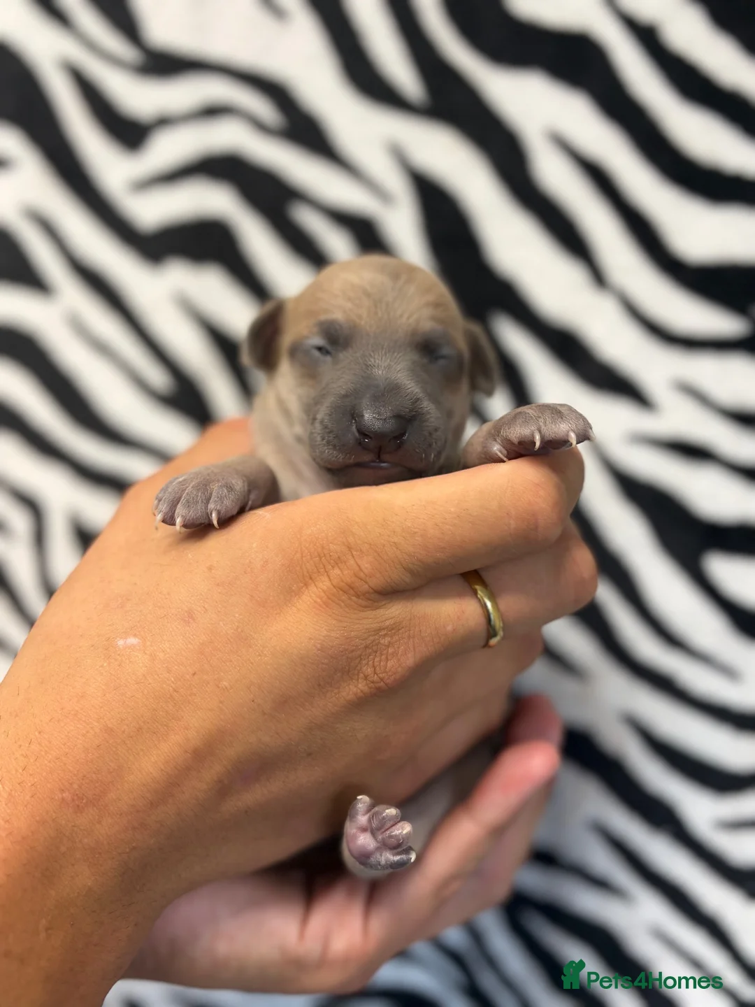 Italian Greyhound dogs for sale: Italian Greyhound Puppies 🐾 in Holywell - Advert 8