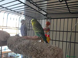 Budgerigars birds Girl and boy budgies - Advert 3