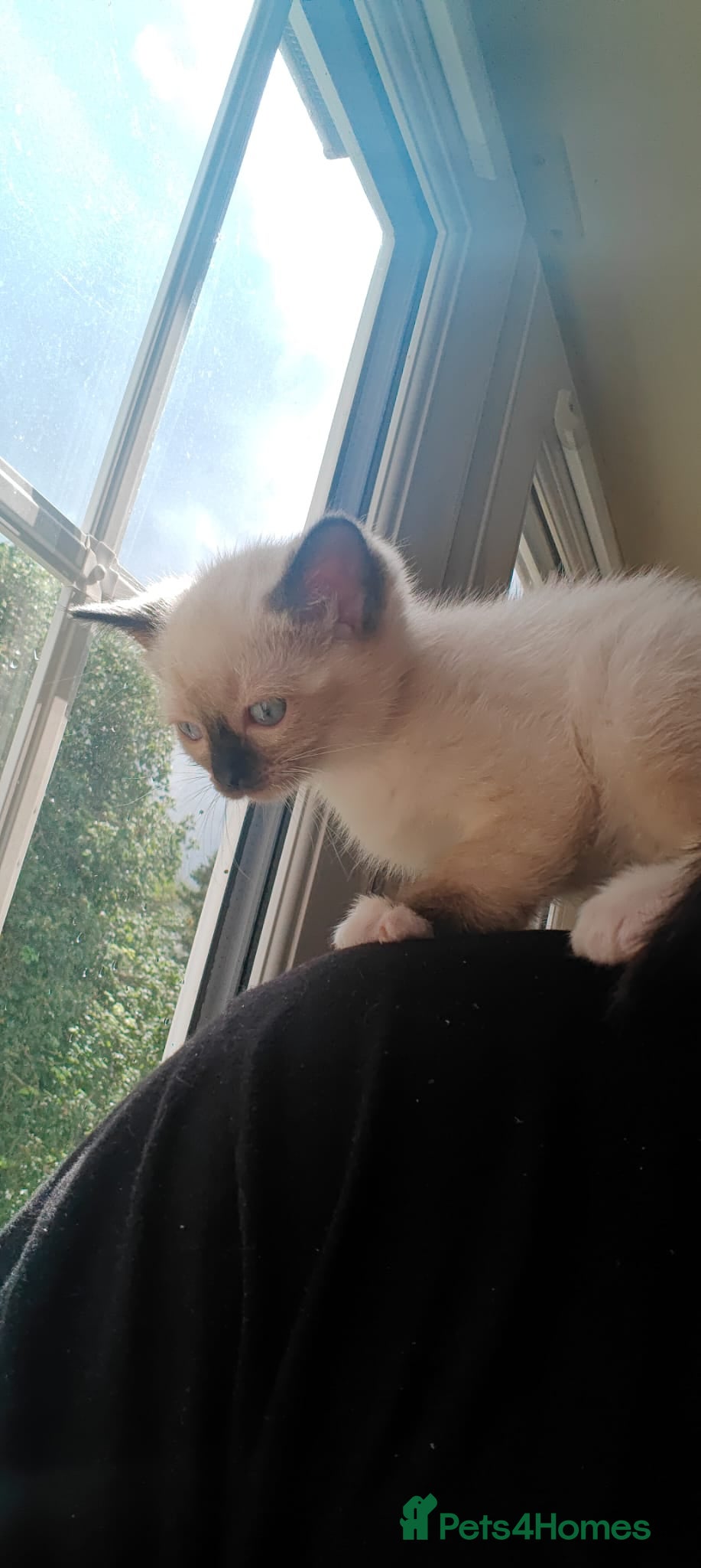 Siamese cats READY NEXT WEEK TWO SIAMESE GIRLS - Advert 17