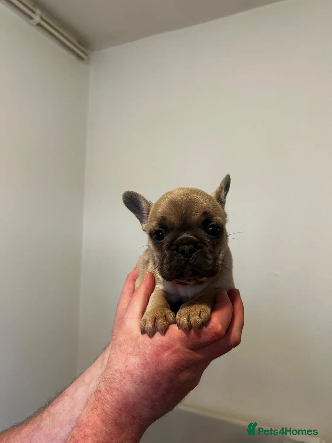 French Bulldog dogs for sale: French Bulldog puppies  - Advert 3