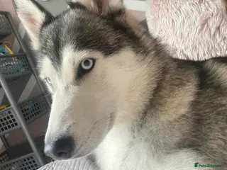 Siberian Husky dogs Four year old girl Berrien husky - Advert 14