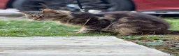 Maine Coon cats for sale: 4 adults Maine Coon - Advert 19