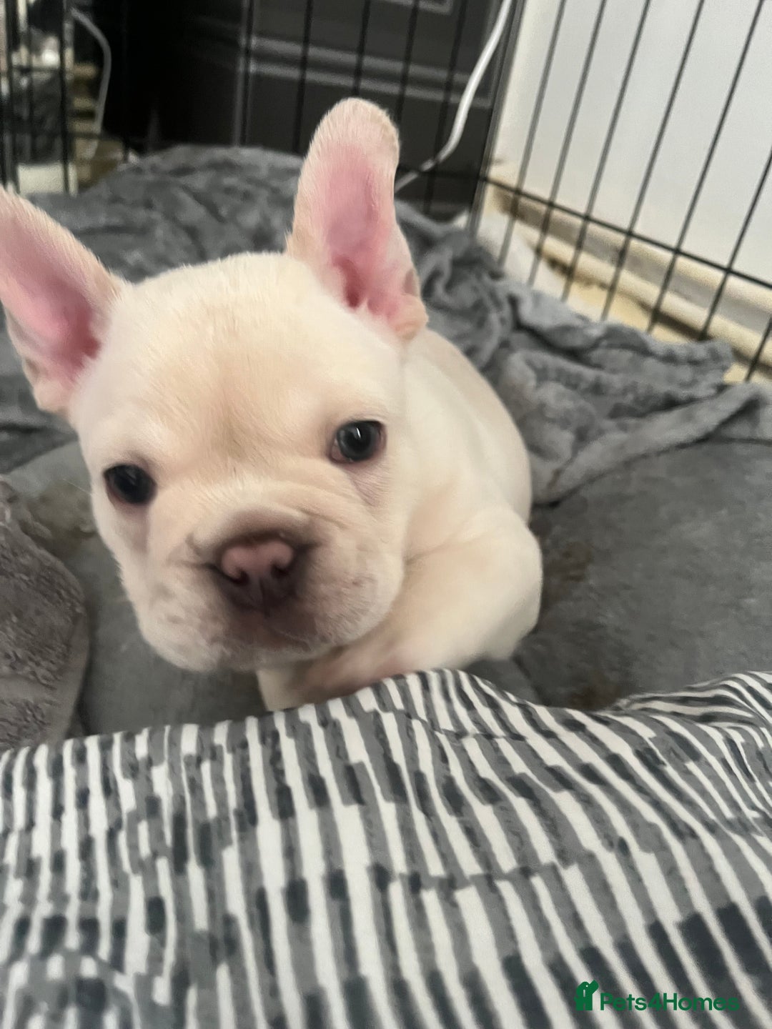 French Bulldog dogs for sale: London’s French Bulldog Puppies 🏴󠁧󠁢󠁥󠁮󠁧󠁿 - Advert 13