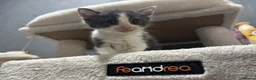 Domestic Shorthair cats for sale: Sweet Little Kittens Looking for New Loving Homes in Birmingham - Advert 11