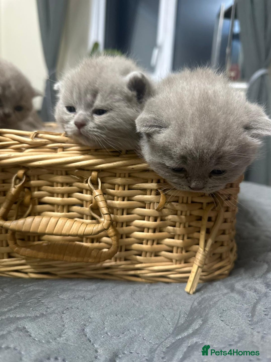 British Shorthair cats for sale: British shortHair - Advert 5