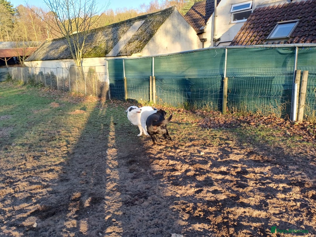 Mixed Breed dogs for adoption: 🌸 MEET BIANCA - a Gentle Girl for a Loving Family - Advert 23