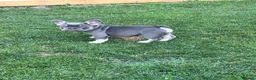 French Bulldog dogs for sale: 🩷READY NOW.. Gorgeous litter of Frenchies🩷  - Advert 8
