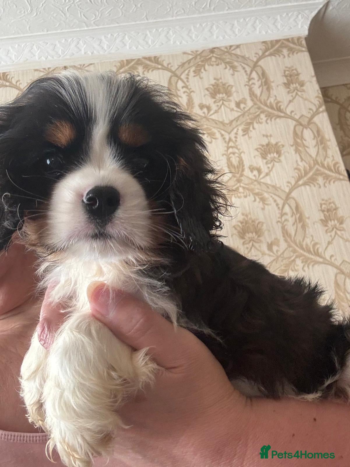 Cavalier King Charles Spaniel dogs Cavalier King Charles spaniel  - Advert 7