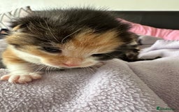 Domestic Shorthair cats for sale: 8 Beautiful kittens with stunning markings  - Image 16