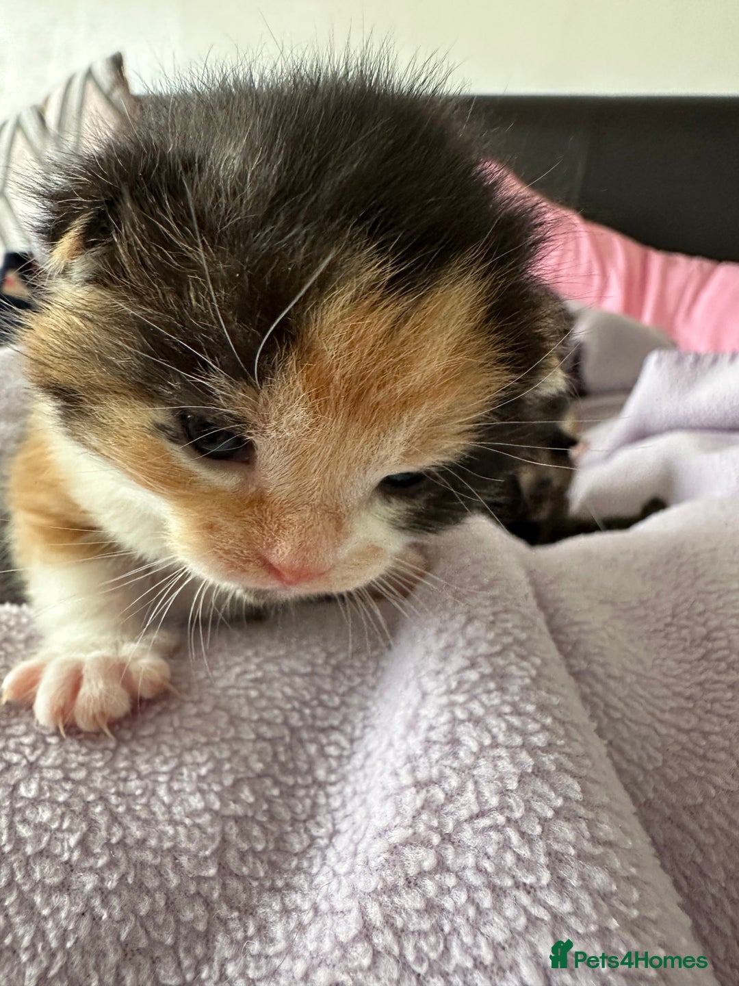 Domestic Shorthair cats for sale: 8 Beautiful kittens with stunning markings  - Image 16