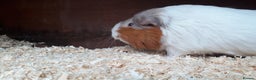 Guinea Pig rodents for sale: 2 female guinea pigs, large hutch and accessories - Advert 13