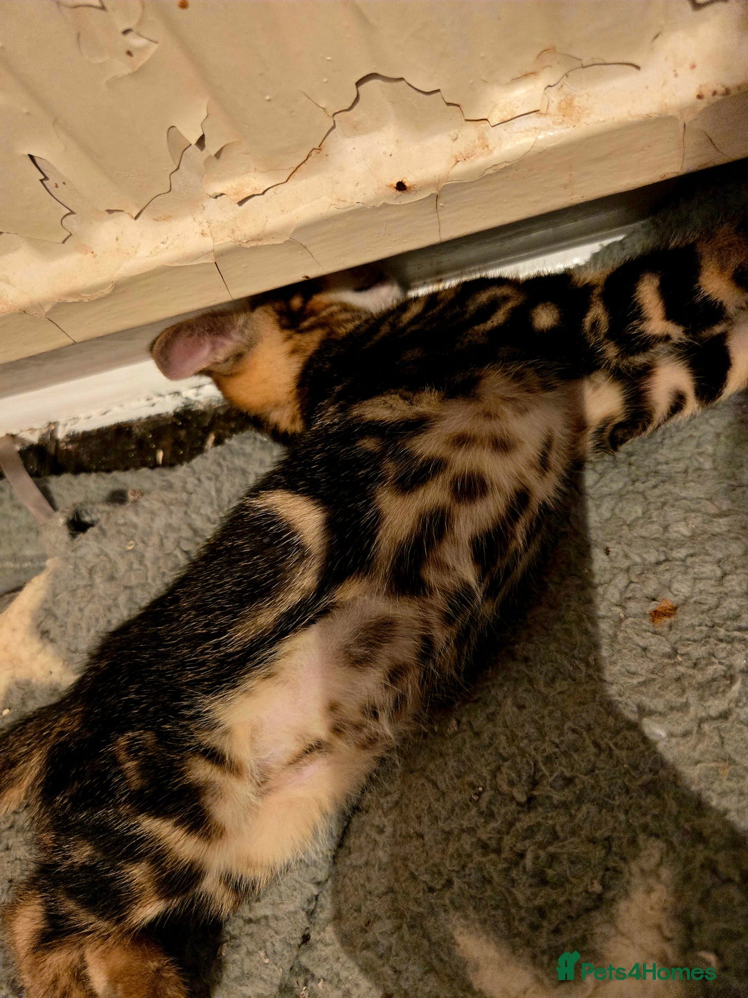 Bengal cats for sale: Two stunning little girls absolutely stunning!!!  - Advert 9