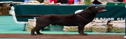 Labrador Retriever dogs for sale: Beautiful KC Registered Chocolate Labrador puppies - Advert 3