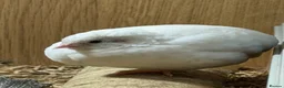 Quail poultry for sale: Chinese painted grey button quails (male)  - Advert 9