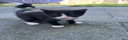 Mixed Breed cats for sale: Beautiful kittens  in Hereford - Advert 5