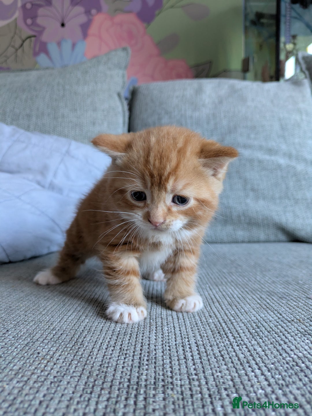 Mixed Breed cats for sale: Kittens 2 litters - Image 7