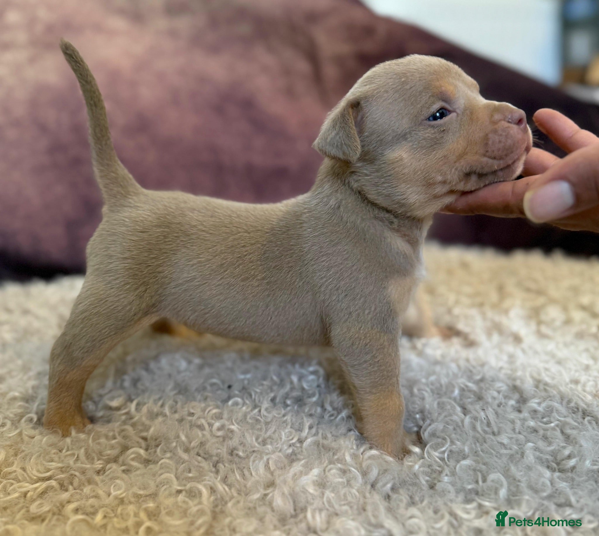 American Bulldog dogs 4 beautiful pocket bulldogs. Perfect example!! - Advert 2