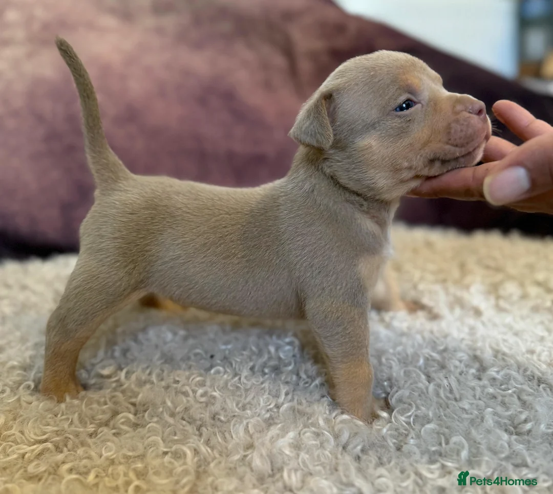 American Bulldog dogs for sale: 4 beautiful pocket bulldogs. Perfect example!! in Witham - Advert 2