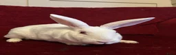 Mixed Breed rabbits for sale: Free rabbit - Advert 4