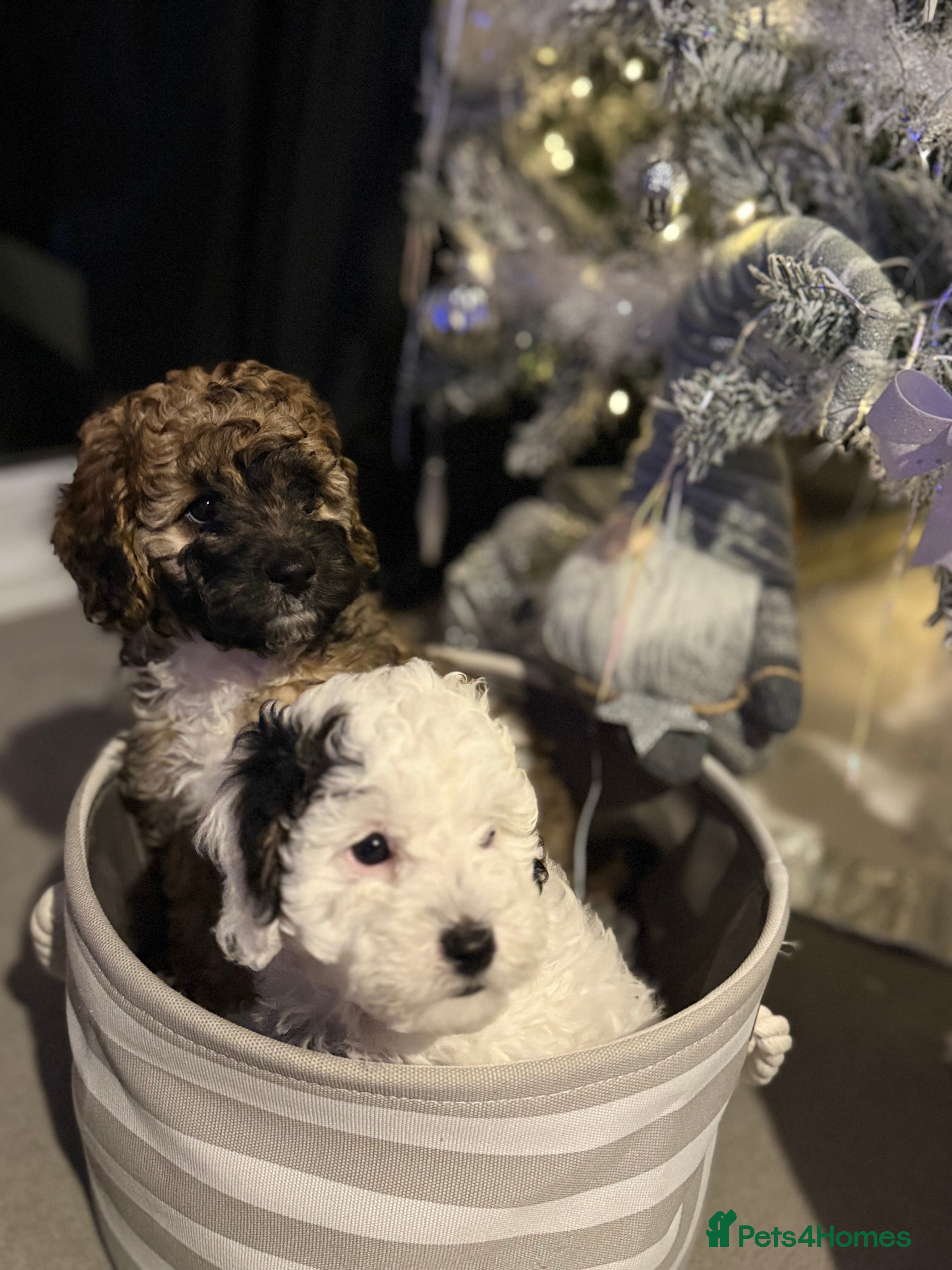 Cavapoo dogs Cavapoo F1B puppies for sale 🐶 2 Boys Left!  - Advert 1