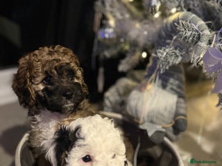 Cavapoo dogs Cavapoo F1B puppies for sale 🐶 2 Boys Left! - Advert 2