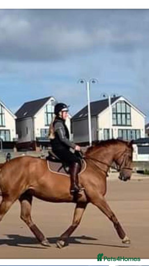 English Warmblood horses Striking dressage school mistress - Advert 11