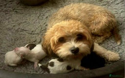 Havanese dogs for sale: 2 x tiny male Havenese *READY NOW  - Image 3