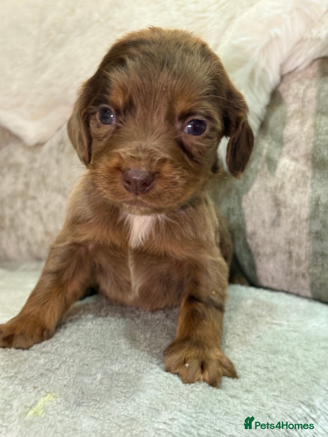 Cocker Spaniel dogs for sale: Stunning cocker spaniel puppies - Advert 14