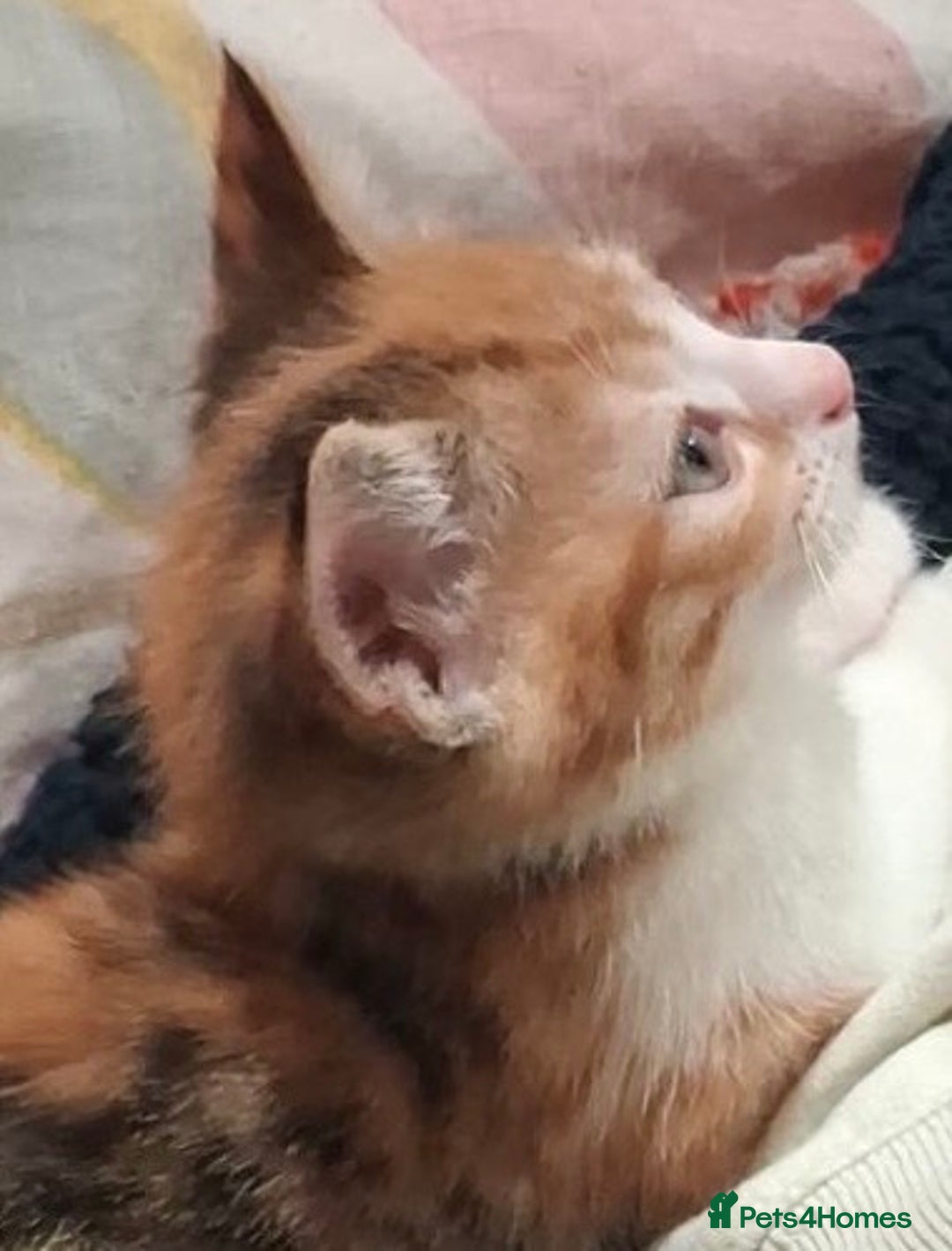 British Shorthair cats for sale: Exceptional kittens, unusual markings - Advert 2