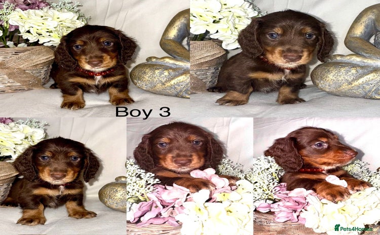 Dachshund dogs - Advert 2