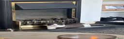 Mixed Breed cats for sale: Octavia & Emori Need a loving home together.  - Advert 4
