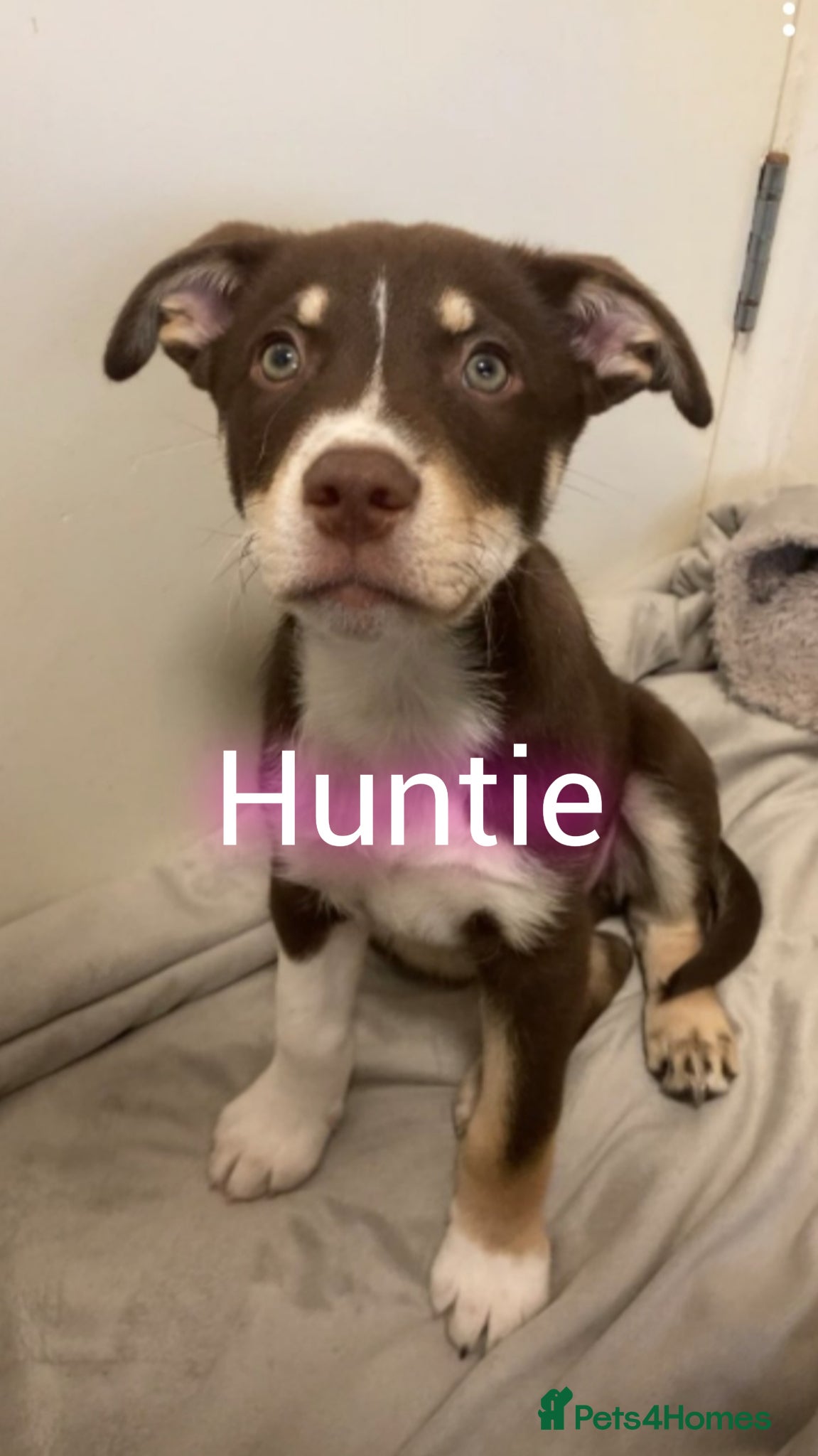 Mixed Breed dogs Babies Ready Now  - Advert 2