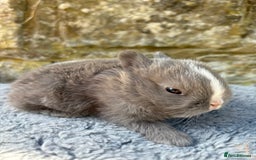 Netherland Dwarf rabbits for sale: Sweet Netherland Dwarf bunnies  - Image 2