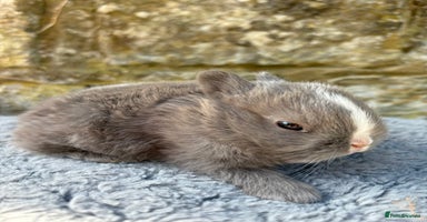Netherland Dwarf rabbits - Advert 2