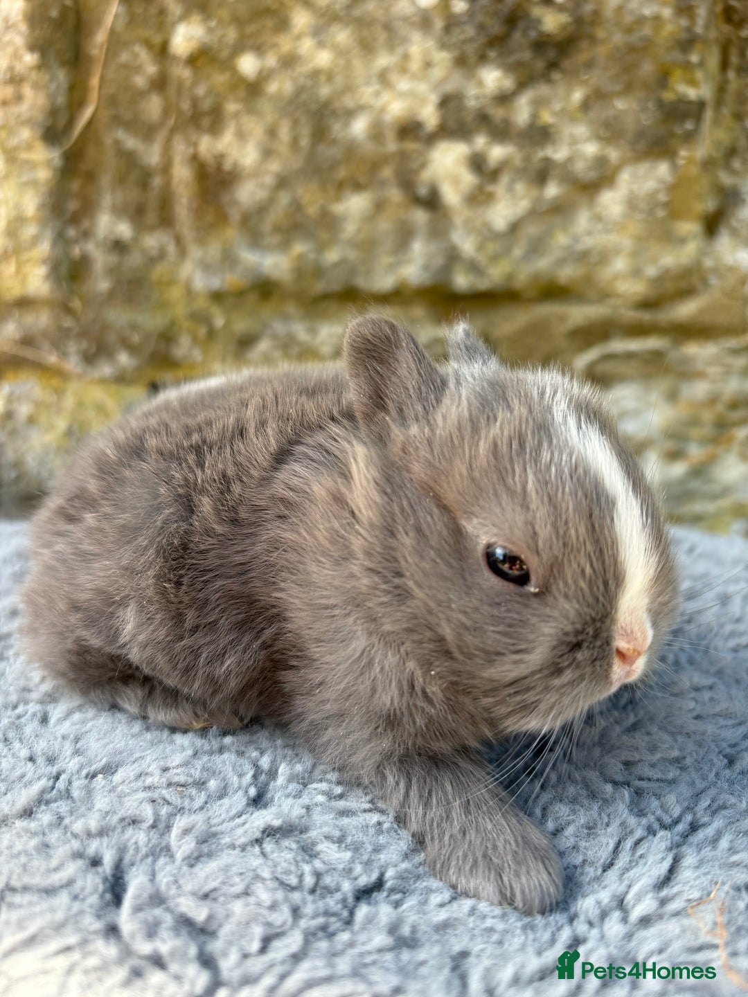 Netherland Dwarf rabbits for sale: Sweet Netherland Dwarf bunnies  - Image 2