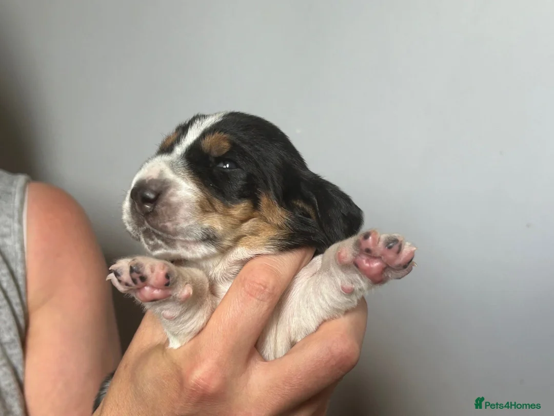 Basset Hound dogs for sale: Stunning KC Basset Hound Pups - Advert 2