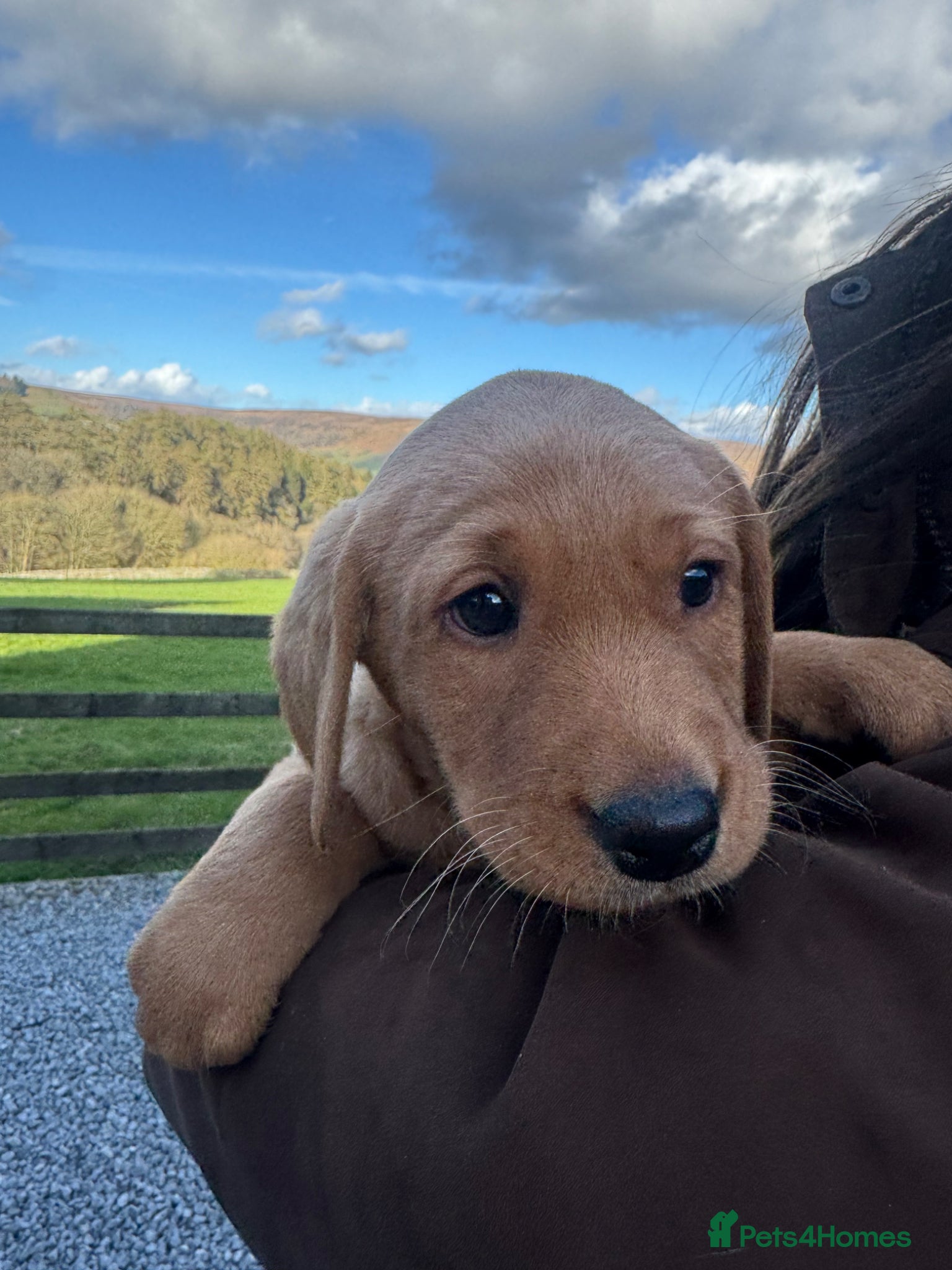 Labrador Retriever dogs Labrador Puppies (last boy available) - Advert 6