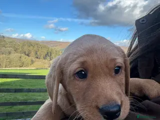 Labrador Retriever dogs Labrador Puppies (last boy available) - Advert 6